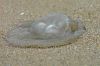 M�duse sur le sable