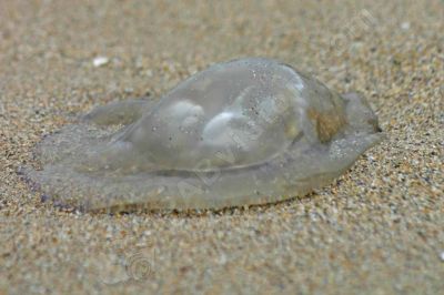 Méduse sur le sable - Photo libre de droit - PABvision.com