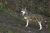 Le Loup