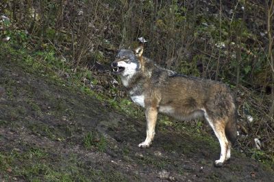 Le Loup - Photo libre de droit - PABvision.com
