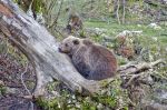 L'ours fait une sieste