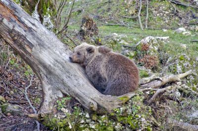 L'ours fait une sieste - Photo libre de droit - PABvision.com