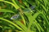 Libellule sur une herbe