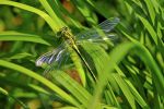 Libellule sur une herbe