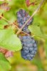 Grappe de raisin rouge