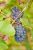 Grappe de raisin rouge - Photos