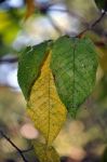 Feuilles en automne