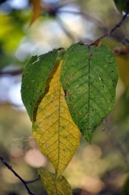 Feuilles en automne - Photo libre de droit - PABvision.com