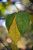 Feuilles en automne - Photos