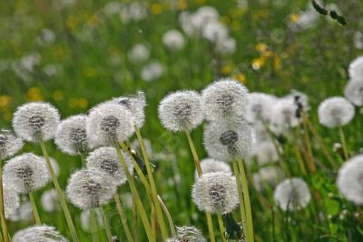 Fleurs de pissenlit - Photo libre de droit - PABvision.com