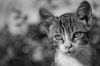 Portrait de chat