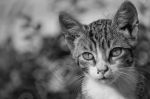 Portrait de chat - Photo libre