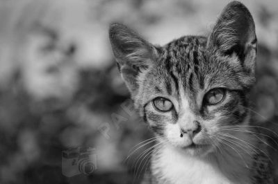 Portrait de chat - Photo libre de droit - PABvision.com