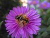 La fleur et l'insecte