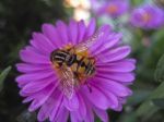 La fleur et l'insecte