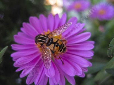 La fleur et l'insecte - Photo libre de droit - PABvision.com
