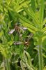 Tipulidae sur une plante