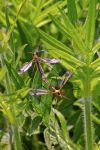 Tipulidae sur une plante