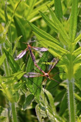 Tipulidae sur une plante - Photo libre de droit - PABvision.com