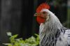 Le coq