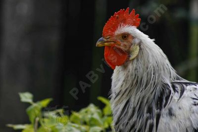 Le coq - Photo libre de droit - PABvision.com