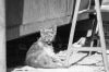 Chat malade dans la rue