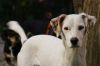 Photos Chiens, images gratuites et libres