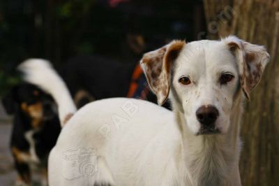 Portrait de chien - Photo libre de droit - PABvision.com