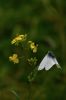 Papillon blanc sur une fleur 