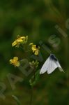 Papillon blanc sur une fleur 