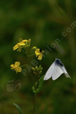 Papillon blanc sur une fleur - Photo libre de droit - PABvision.com