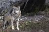Regard de loup