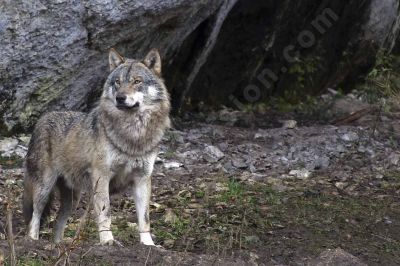 Regard de loup - Photo libre de droit - PABvision.com