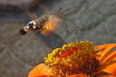 Le sphinx moineau - Photo libre de droit - PABvision.com