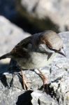 Le moineau domestique