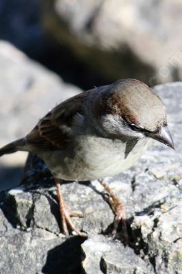 Le moineau domestique - Photo libre de droit - PABvision.com