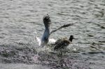 Une mouette agressive