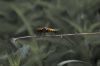 Libellule sur une branche