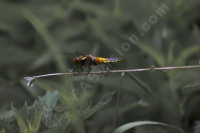 Libellule sur une branche - Photo libre de droit - PABvision.com