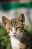 Portrait de chat