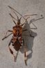 Pantatoma, la punaise � pattes fauves