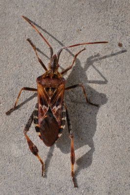 Pantatoma, la punaise à pattes fauves - Photo libre de droit - PABvision.com
