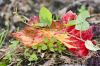 Les couleurs de l'automne
