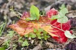 Les couleurs de l'automne