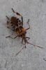 Pantatoma, la punaise � pattes fauves
