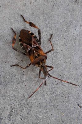 Pantatoma, la punaise à pattes fauves - Photo libre de droit - PABvision.com