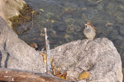 Le moineau domestique - Photo libre de droit - PABvision.com