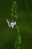Papillon noir et blanc 