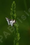 Papillon noir et blanc 