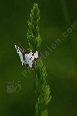 Papillon noir et blanc - Photo libre de droit - PABvision.com